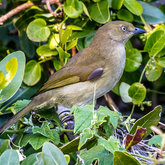 Sombre Greenbul at Grootbos